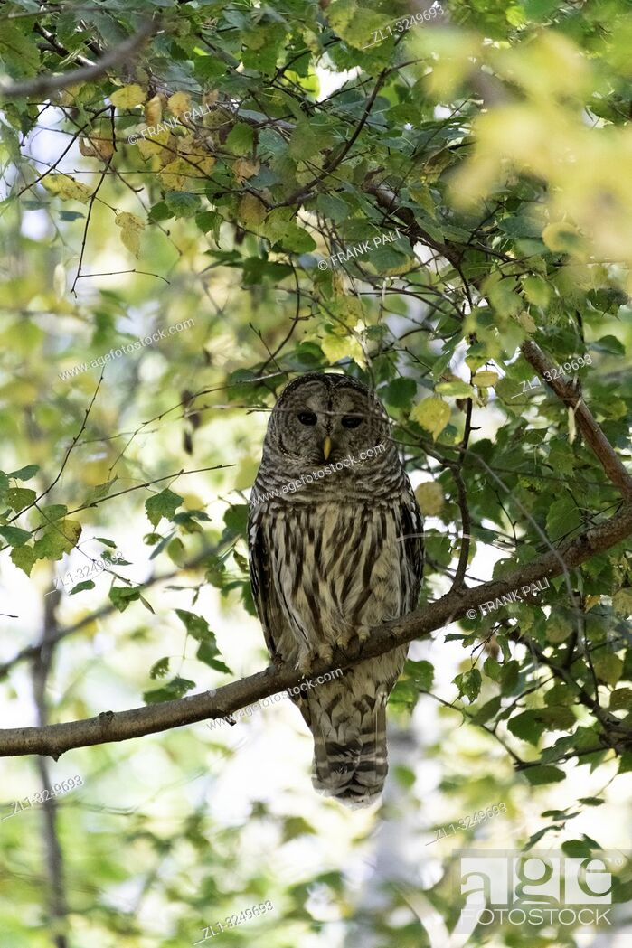 Imagen: The barred owl (Strix varia), also known as northern barred owl or hoot owl, is a true owl native to eastern North America.