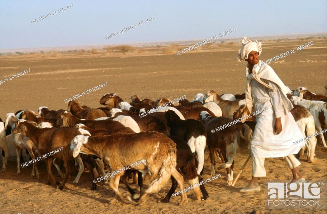 LIVESTOCK - SUDAN, Kordofan Province. Animals being taken to pasture, Stock  Photo, Picture And Rights Managed Image. Pic. UIG-909-01-SP1006417 |  agefotostock
