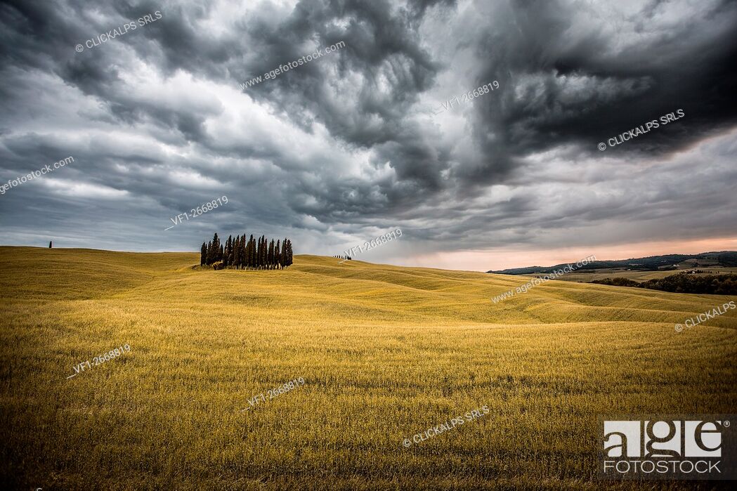 Stock Photo: Tuscany, Val d'Orcia, Italy. Cypress trees in a yellow meadow field with clouds gathering.
