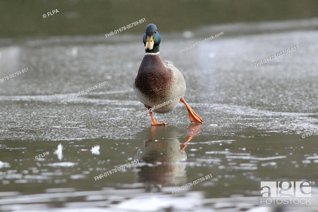 Stock Photo: Mallard Duck (Anas platyrhynchos) adult male, walking on ice, West Yorkshire, England, January.