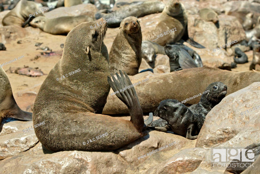 Stock Photo: Cape Fur Seal, Arctocephalus pusillus, Cape Cross, Namibia , Africa, adult with young.