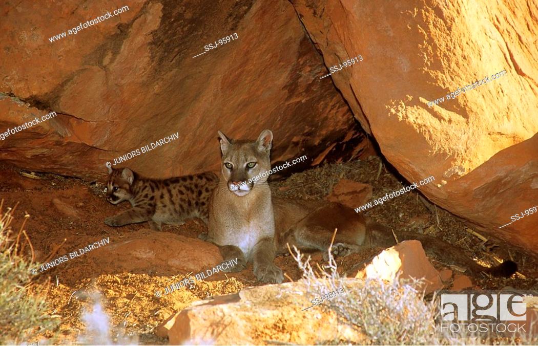 Felis concolor / Puma concolor / cougar , mountain lion, Foto de Stock,  Imagen Derechos Protegidos Pic. SSJ-95913 | agefotostock