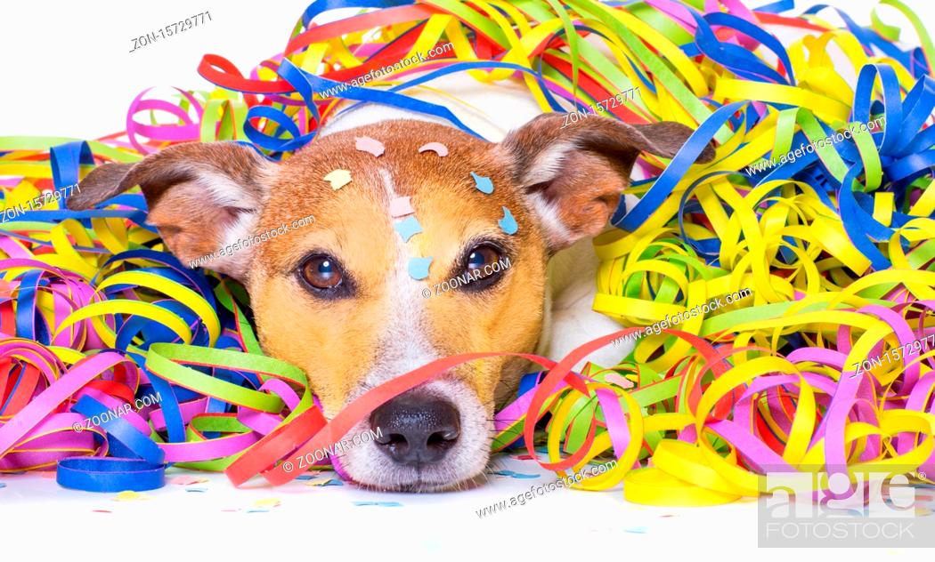 funny jack russell dog having fun and a party with serpentine streamers,  Stock Photo, Picture And Rights Managed Image. Pic. ZON-15729771 |  agefotostock
