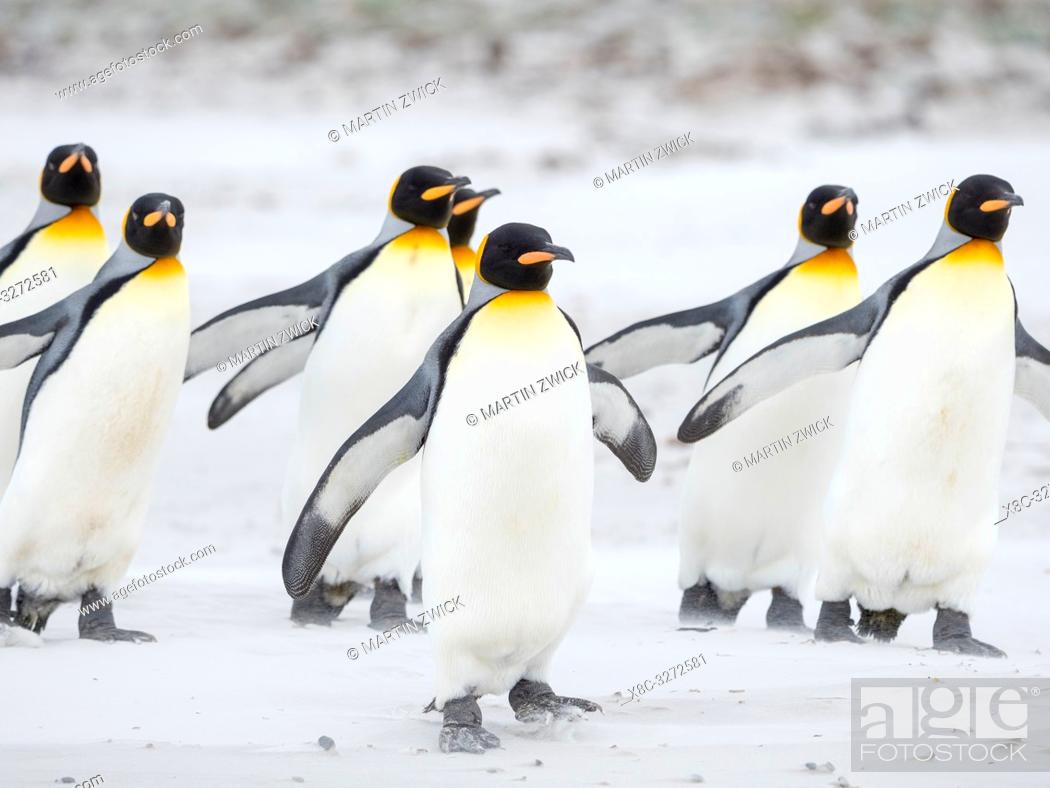 Stock Photo: King Penguin (Aptenodytes patagonicus) on the Falkland Islands in the South Atlantic. South America, Falkland Islands, January.