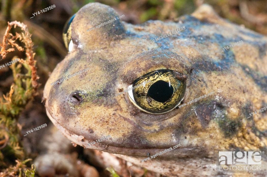 Photo de stock: Couch's spadefoot toad, Scaphiopus couchii, is native to the southwestern United States, northern Mexico, and the Baja peninsula.