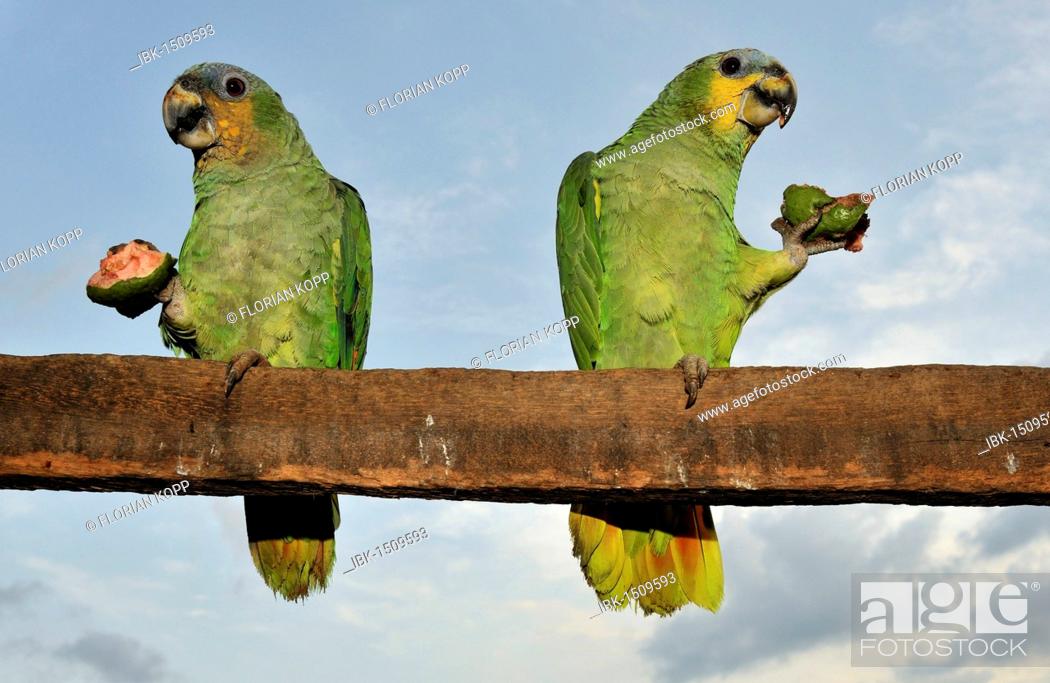 Stock Photo: Two Turquoise-fronted Amazons or Blue-fronted Parrots (Amazona aestiva) feeding on a Guava (Psidium guajava), Mato Grosso, Brazil, South America.