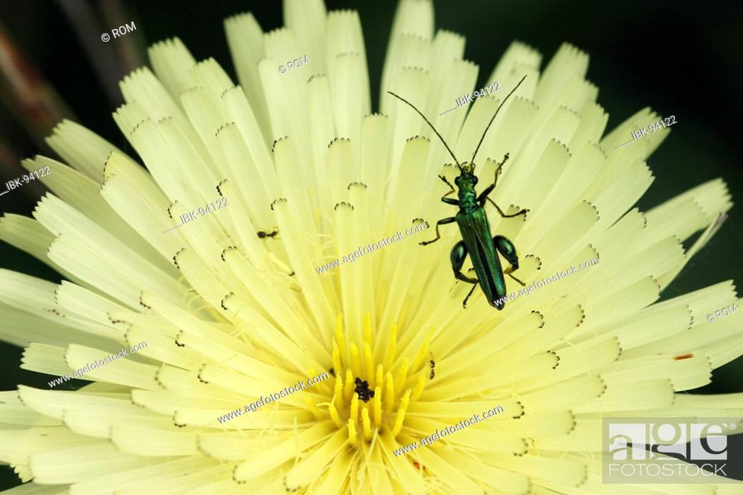 Stock Photo: Beetle (Oedemera nobilis) on composite flower.