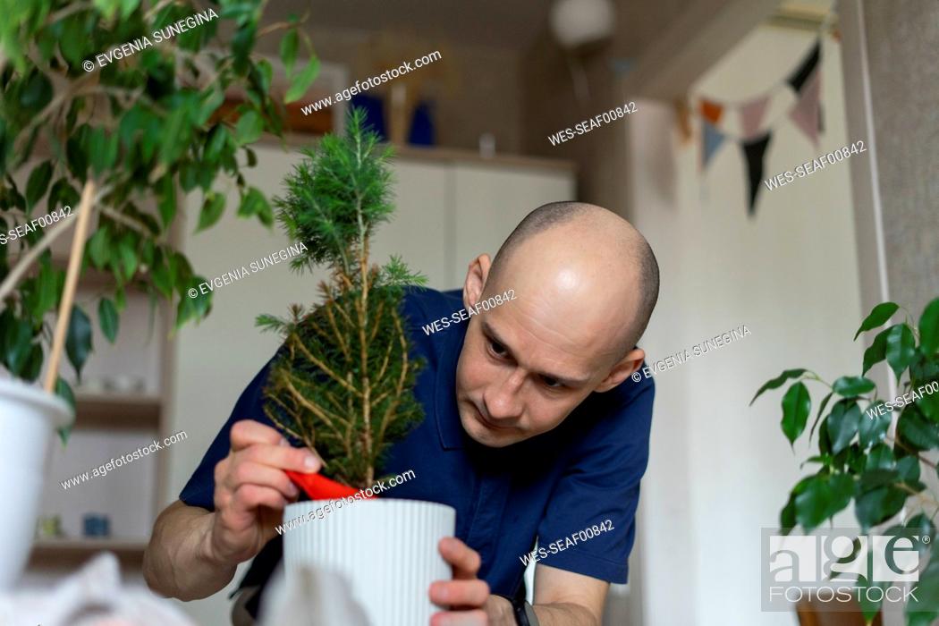 Stock Photo: Man transplanting Christmas tree in living room at home.