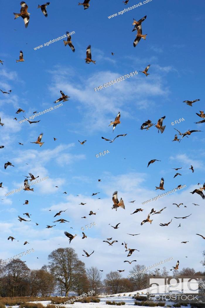 Stock Photo: Red Kite Milvus milvus flock, in flight, gathering over snow covered feeding station, Gigrin Farm, Powys, Wales, january.