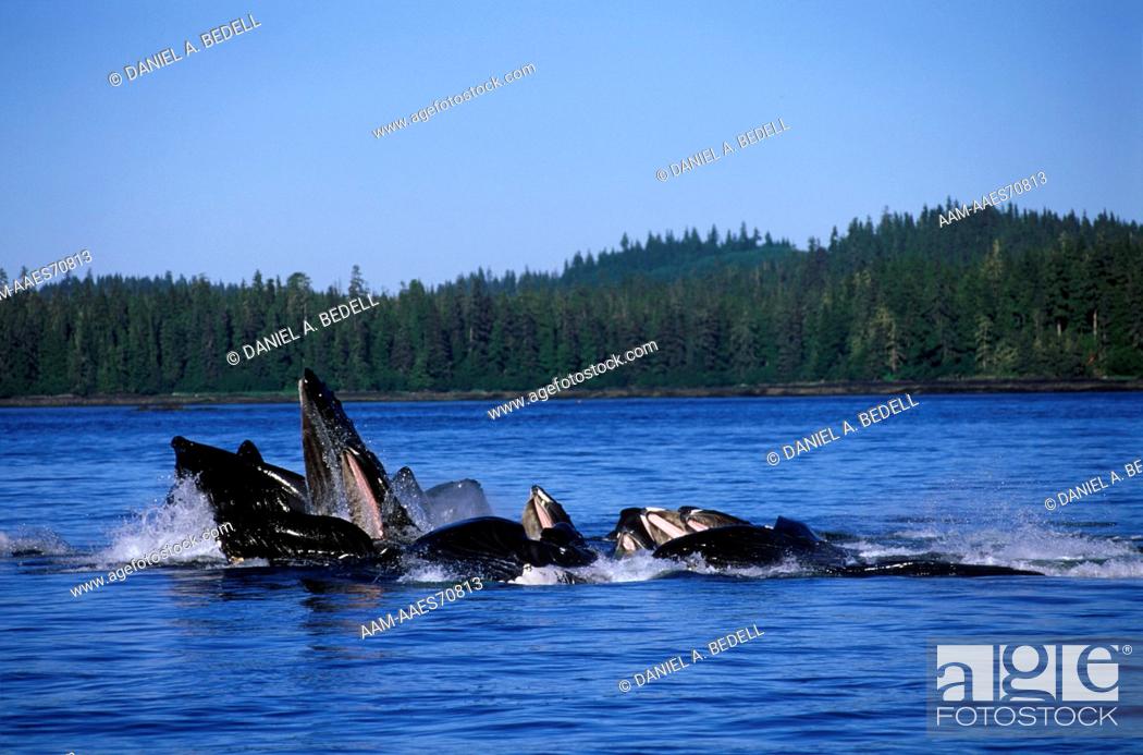 Stock Photo: Humpback Whales Feeding (Megaptera novaeangliae), Southeast Alaska.