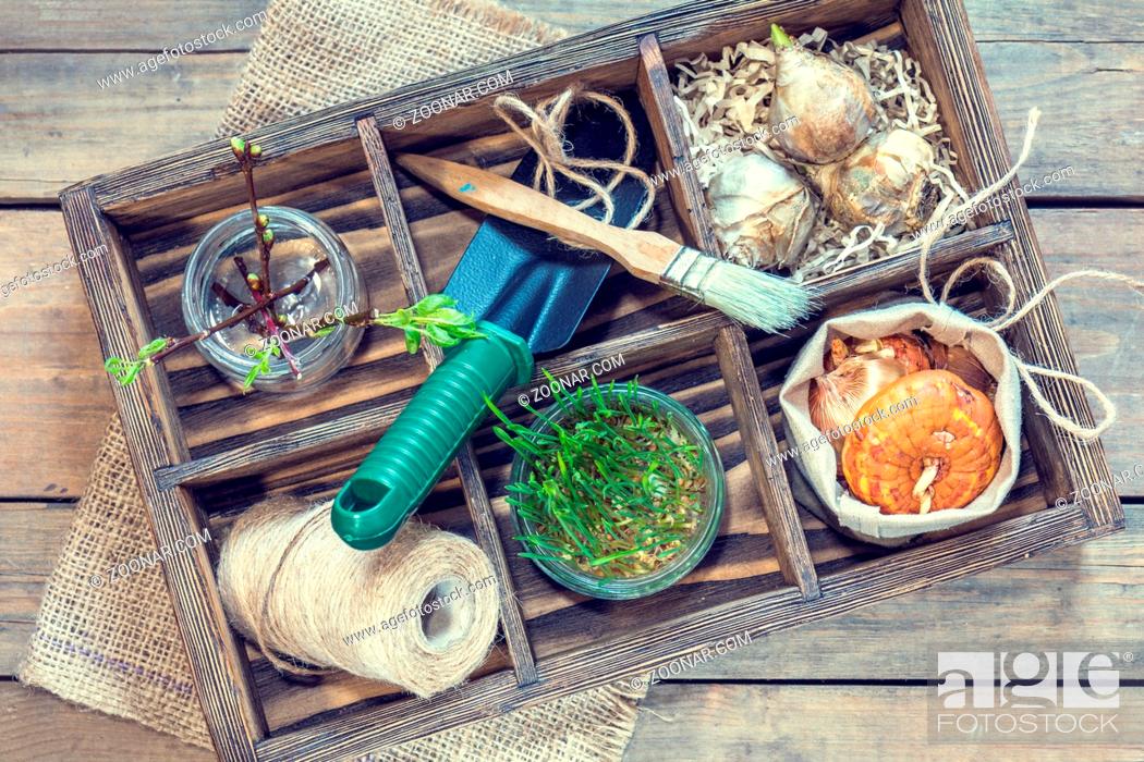 Stock Photo: Gardening and planting concept. Seedlings garden tools tubers bulbs gladiolus and hyacinth branch of trees with buds in wooden box.