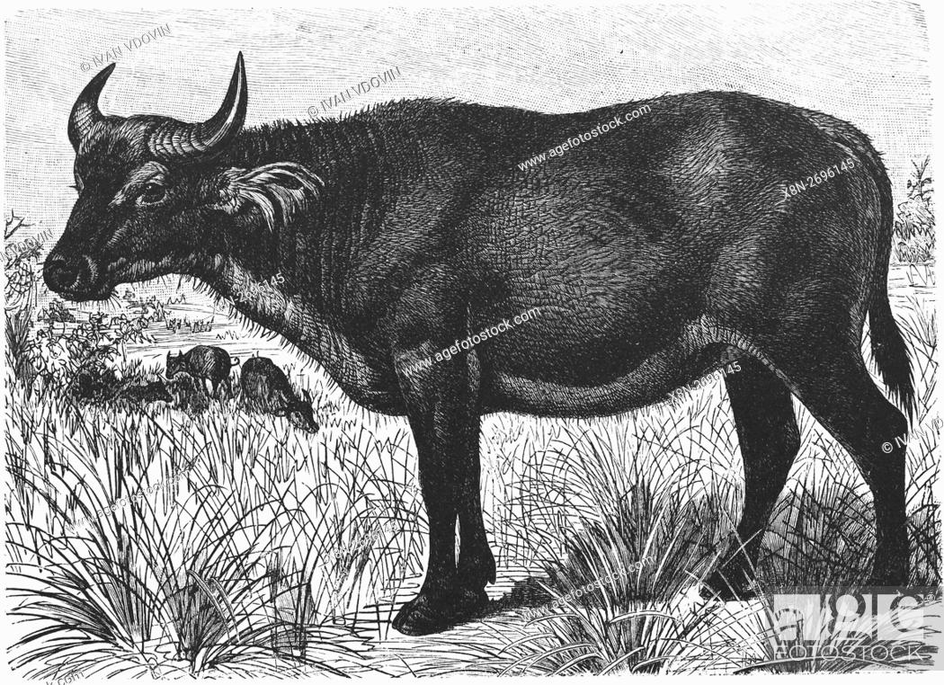 Sudanese buffalo, Syncerus caffer brachyceros, illustration from book dated  1904, Stock Photo, Picture And Rights Managed Image. Pic. X8N-2696145 |  agefotostock