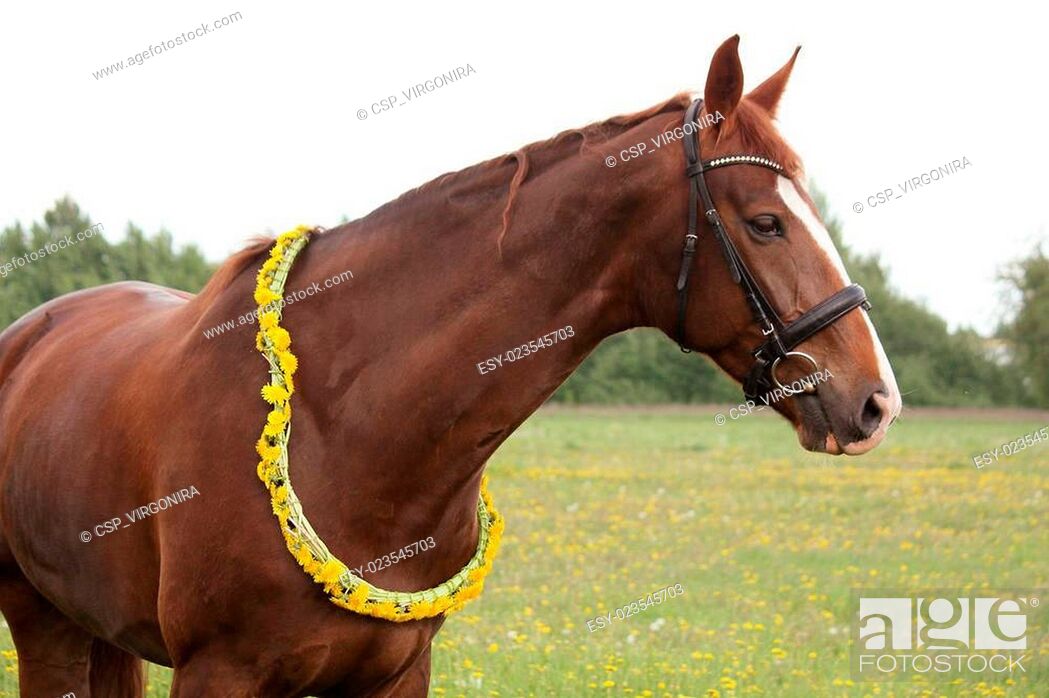 Stock Photo: Portrait of chestnut horse with dandelion circlet.
