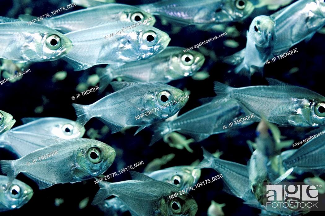 Stock Photo: School of silversides (glassfish)  Date: 26/01/2006  Ref: ZB779-109175-0030  COMPULSORY CREDIT: Oceans Image/Photoshot.