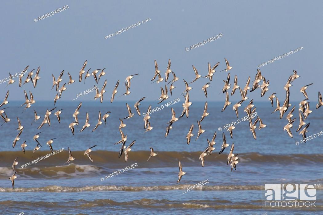 Stock Photo: Flock of Sanderlings (Calidris alba) flying along the Dutch North Sea coast near Katwijk aan Zee.