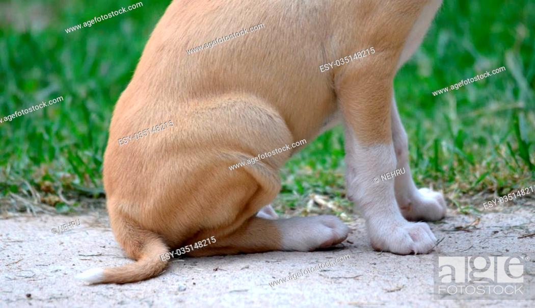 Stock Photo: picture of a Cute puppy.