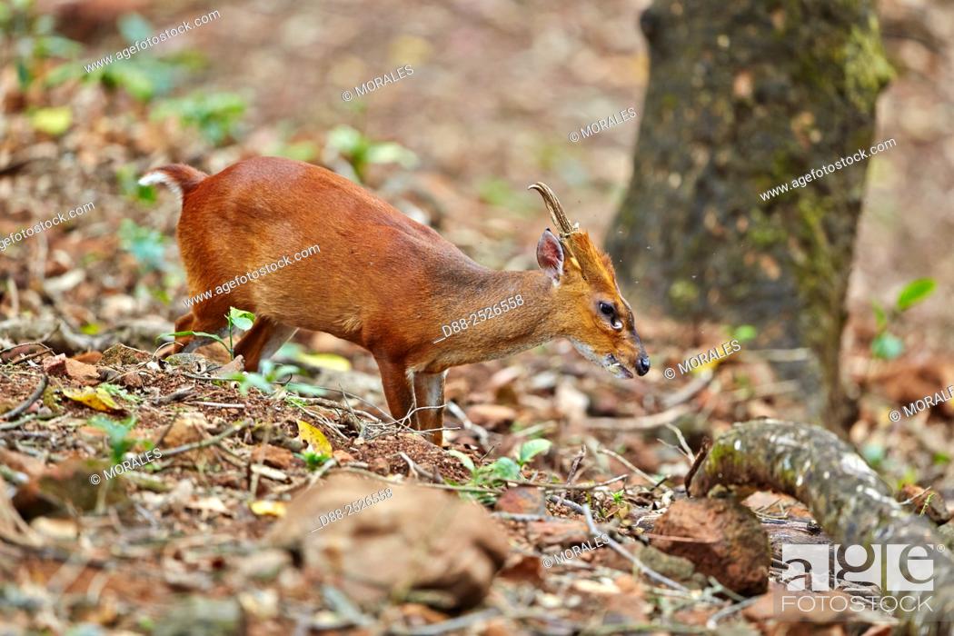 Imagen: Asia, India, Tamil Nadu, Anaimalai Mountain Range Nilgiri hills, Indian muntjac Muntiacus muntjak, or Red muntjac, Common muntjac or Barking deer, adult male.