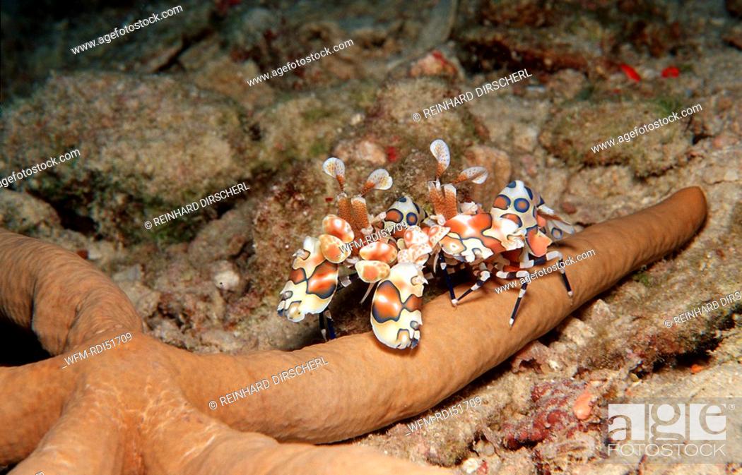 Photo de stock: Two Harlequin shrimps feeding a starfish, Hymenoceara elegans, Indian Ocean Ari Atol, Maldives Island.