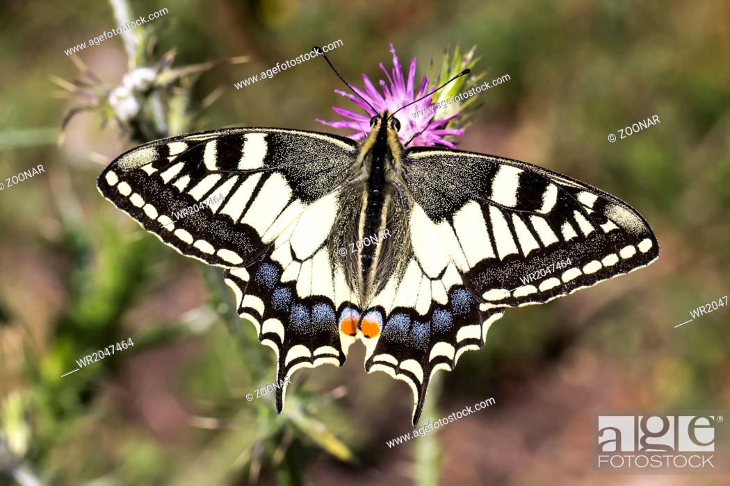 Stock Photo: Papilio machaon, Swallowtail butterfly from Europe.