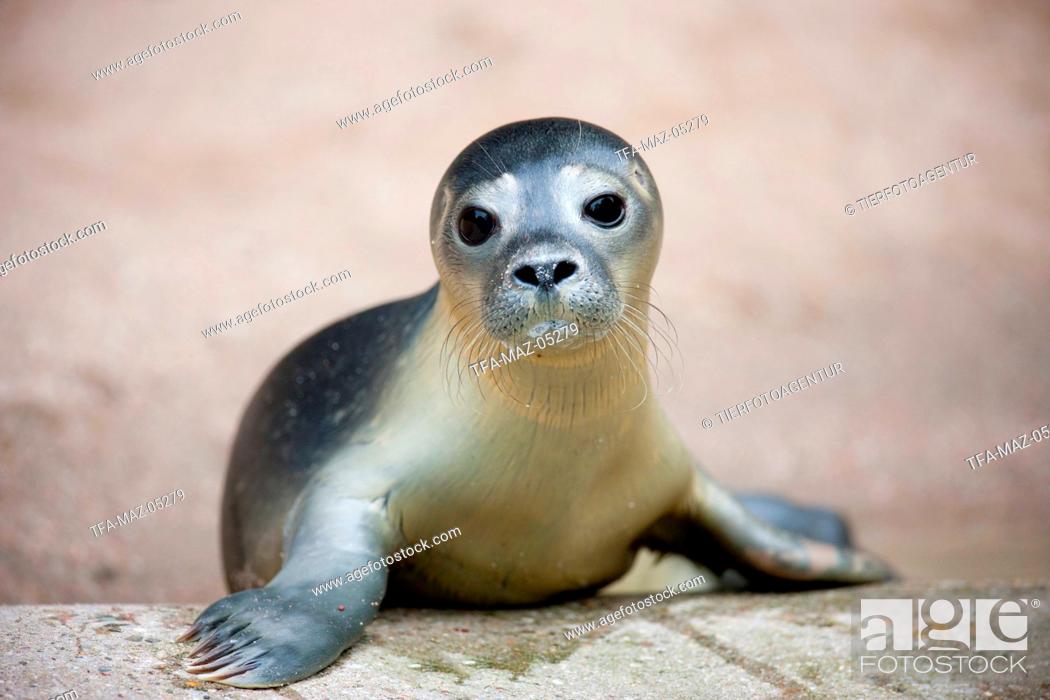 common seal, Stock Photo, Picture And Rights Managed Image. Pic.  TFA-MAZ-05279 | agefotostock