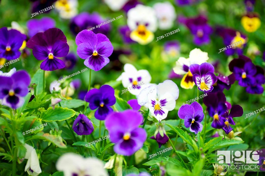 Stock Photo: Summertime floral card with bright garden of tricolor viola flowers.