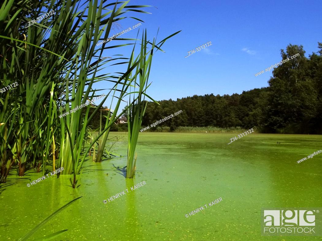 Stock Photo: Lake with algae in Lesser Poland.