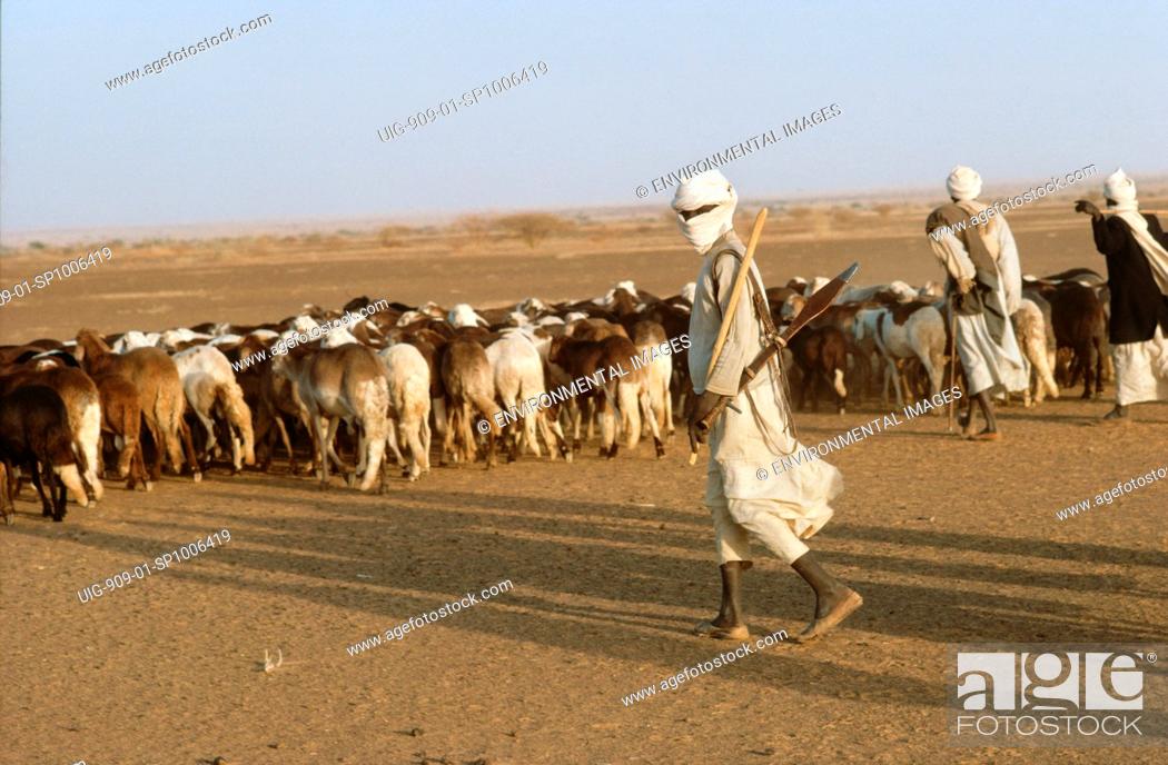LIVESTOCK - SUDAN, Kordofan Province. Animals being taken to pasture, Stock  Photo, Picture And Rights Managed Image. Pic. UIG-909-01-SP1006419 |  agefotostock