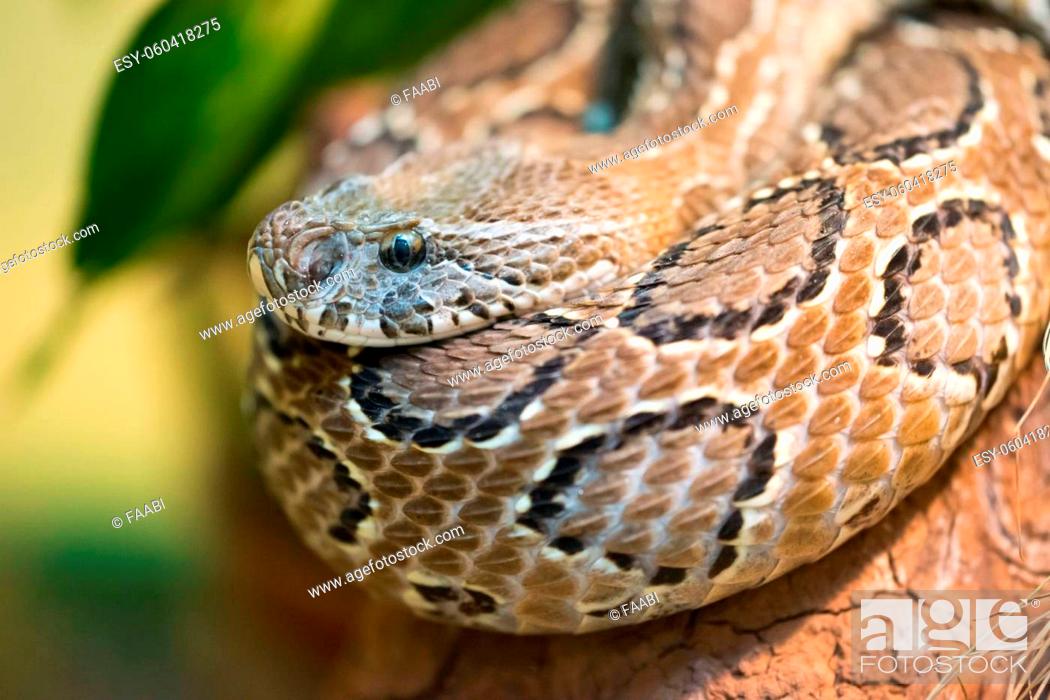 Stock Photo: Russell's viper (Daboia russelii) is a species of venomous snake in the family Viperidae.