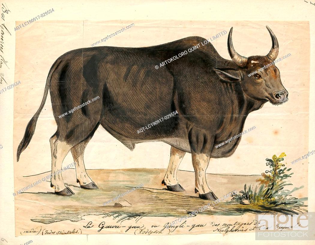 Bos gaurus, Print, The gaur, also called the Indian bison, is the largest  extant bovine, Stock Photo, Picture And Rights Managed Image. Pic.  AQT-LC190917-029554 | agefotostock