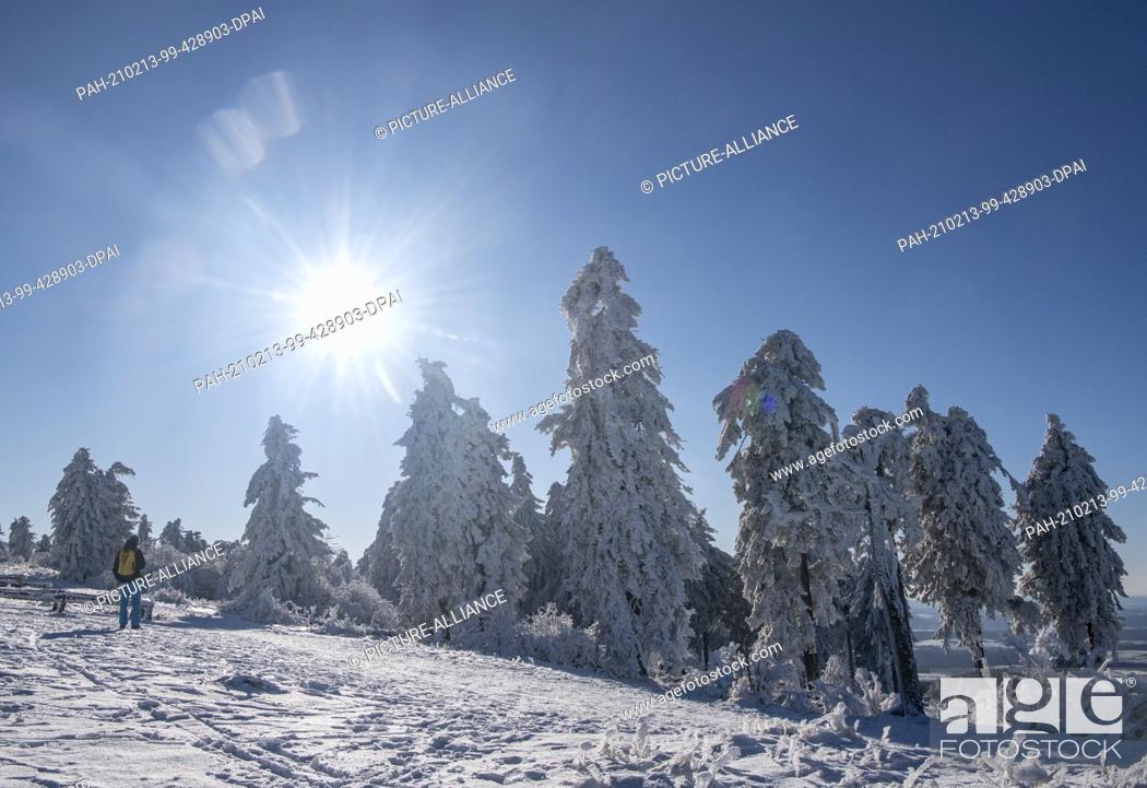 Stock Photo: 13 February 2021, Hessen, Schmitten: The trees on the Feldberg in the Taunus are covered with ice and snow. Temperatures drop well below freezing.