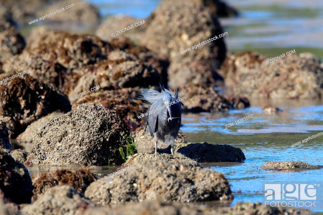 Stock Photo: Pacific reef heron (Egretta sacra) Queensland, Australia.