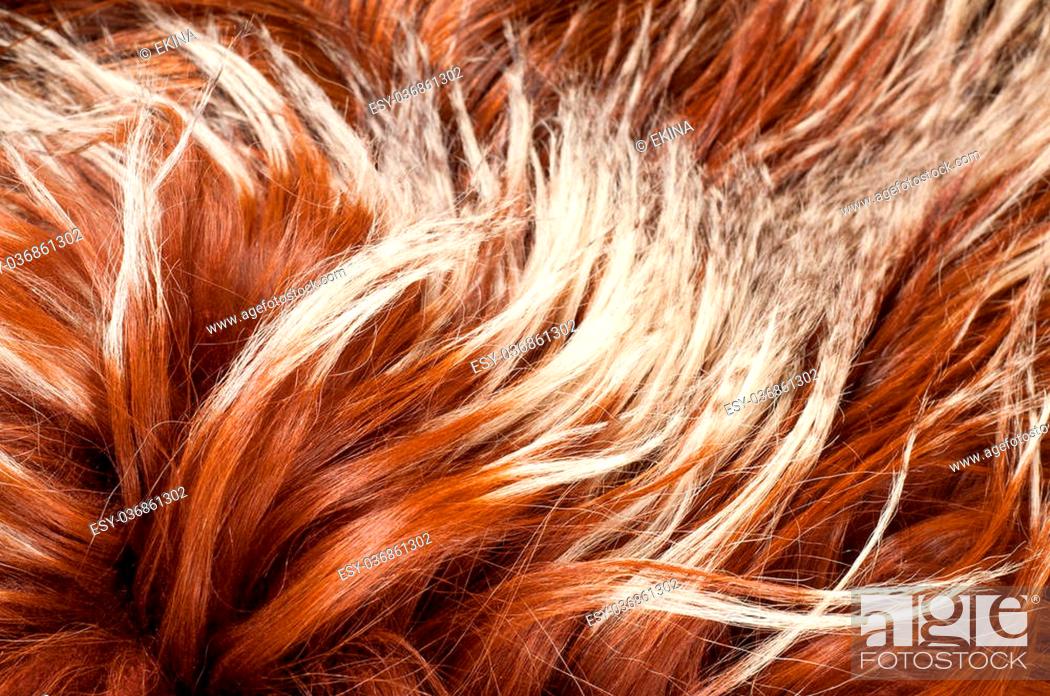 yak fur. texture. Photographed in the studio, Stock Photo, Picture And Low  Budget Royalty Free Image. Pic. ESY-036861302 | agefotostock