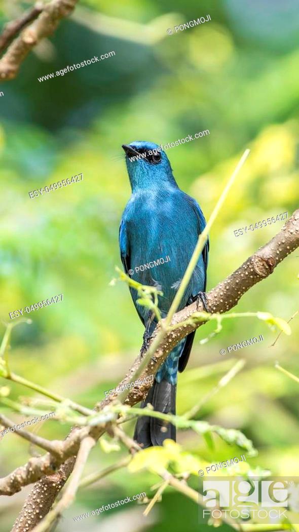 Stock Photo: Bird (Verditer Flycatcher, Eumyias thalassinus) blue on all areas of the body, except for the black eye-patch and grey vent perched on a tree in a wild.