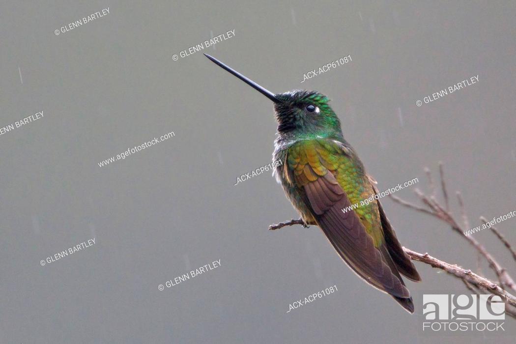 Stock Photo: Violet-throated Starfrontlet Coeligena violifer perched on a branch in Peru.