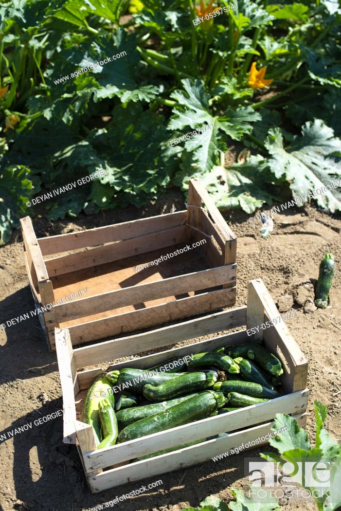 Imagen: Picking zucchini in industrial farm. Wooden crates with zucchini on the field. Sunny day.