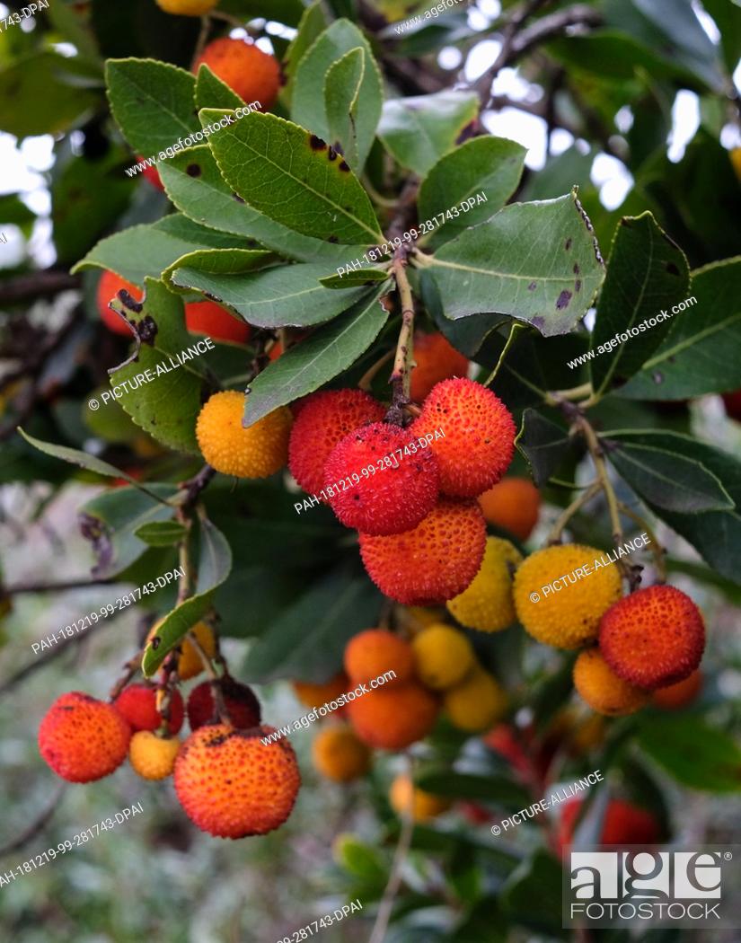 Stock Photo: 14 December 2018, Turkey, Izmir: Fruits hang on the western strawberry tree (Arbutus unedo) from the heather family. The strawberry tree is an evergreen shrub.
