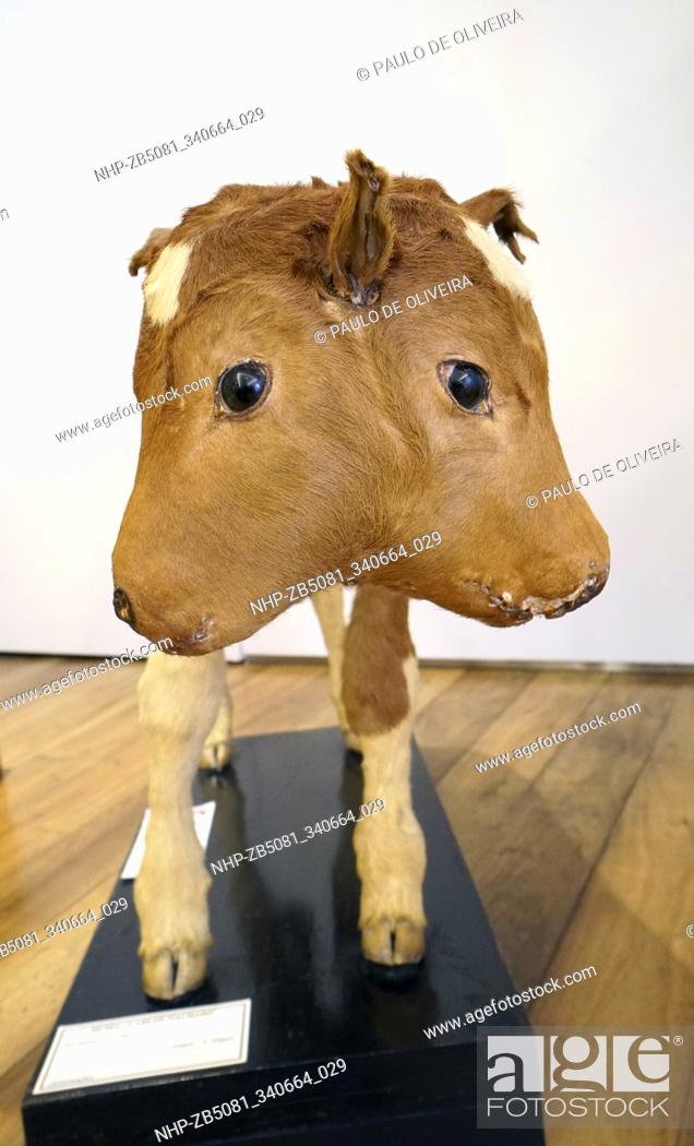 Two-Headed Calf, embalmed. There are many occurrences of multi-headed  animals, Stock Photo, Picture And Rights Managed Image. Pic.  NHP-ZB5081_340664_029 | agefotostock