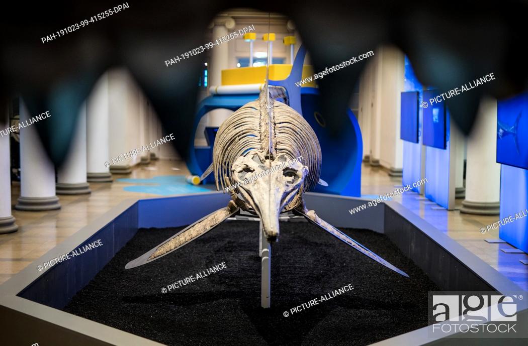 Stock Photo: 23 October 2019, Baden-Wuerttemberg, Stuttgart: The skeleton of an ichthyosaur can be seen through the teeth of a megalodon (prehistoric shark) in the natural.