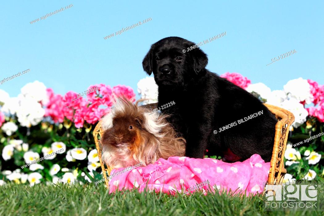 Labrador Retriever. Black puppy (5 weeks old) and Long-haired Guinea Pig  sitting on a small wicker..., Stock Photo, Picture And Rights Managed  Image. Pic. SSJ-222256 | agefotostock