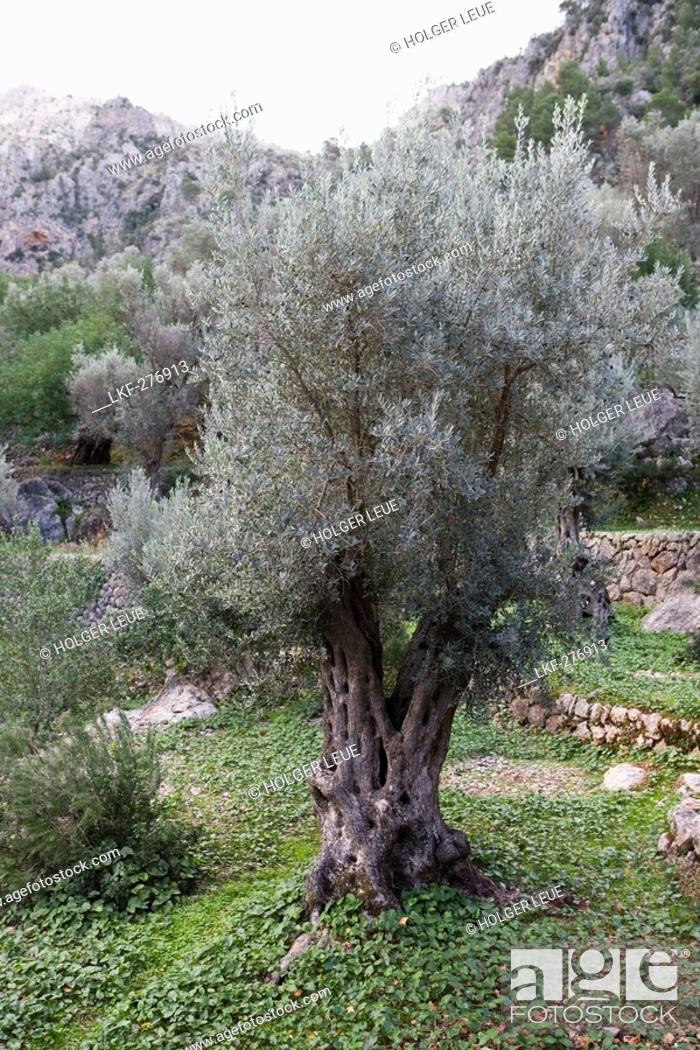 Stock Photo: Olive Tree, Biniaraix, Mallorca, Balearic Islands, Spain, Europe.