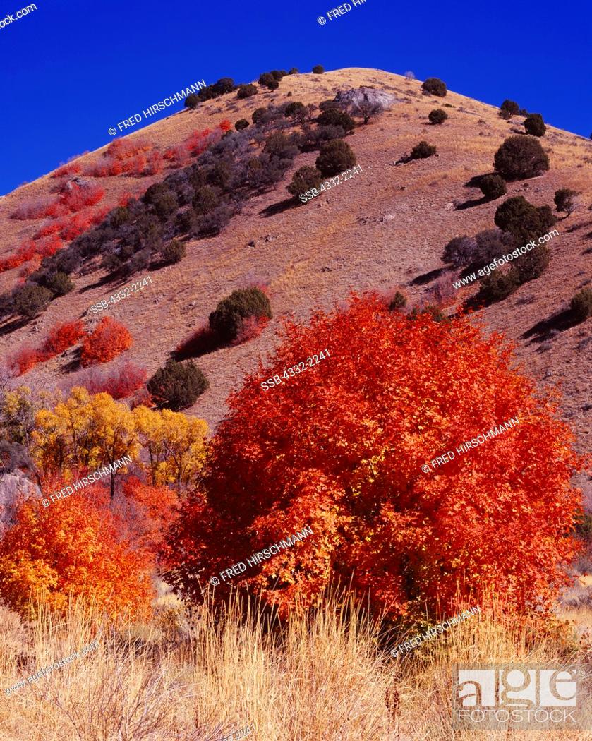 Stock Photo: Autumn colors of Bigtooth Maple, Acer grandidentatum, and Narrowleaf Cottonwoods, Populus angustifolia, Weston Canyon, Bannock Range.