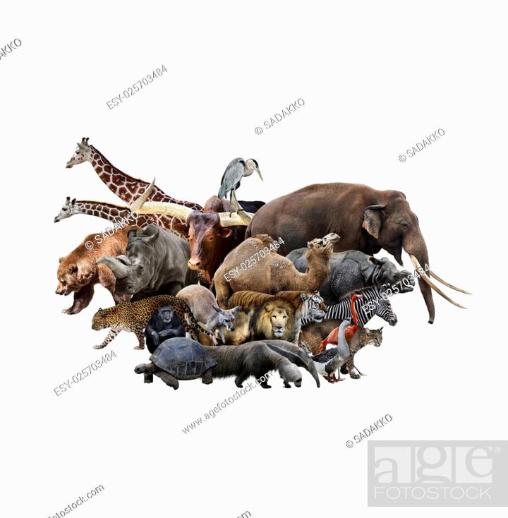 A Collage Of Wild Animals And Birds, Stock Photo, Picture And Low Budget  Royalty Free Image. Pic. ESY-025703484 | agefotostock