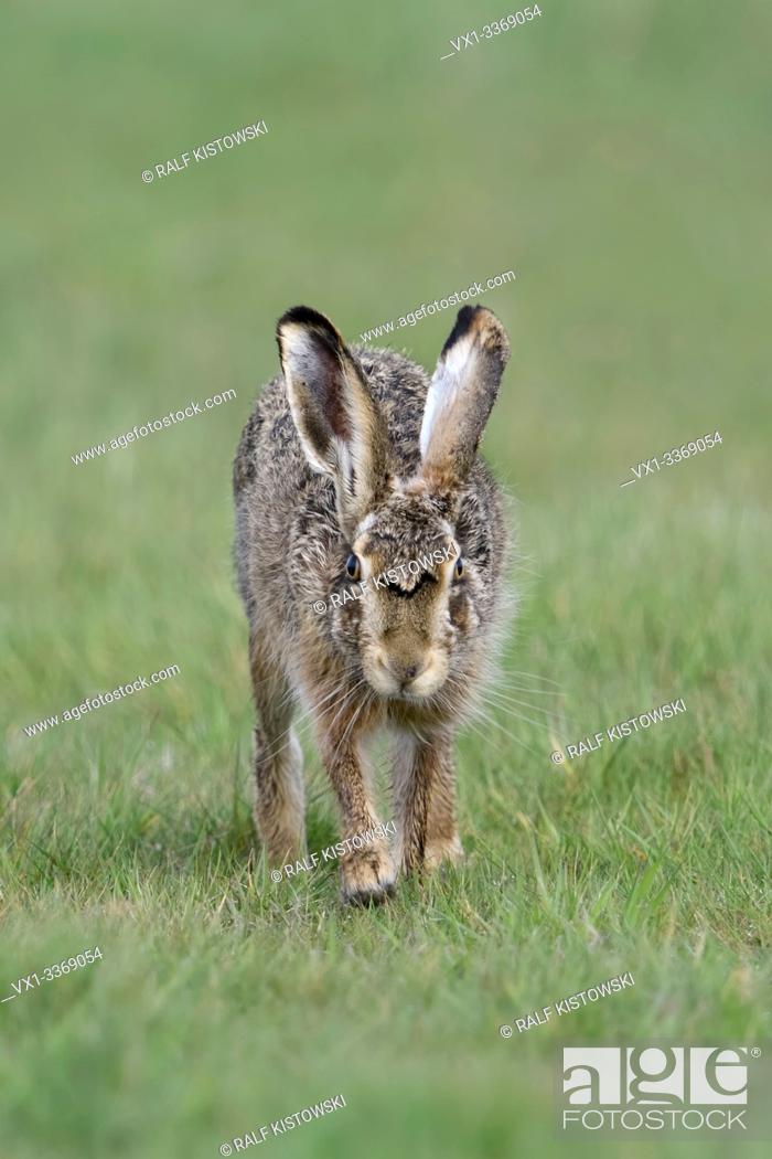 Stock Photo: Brown Hare / European Hare / Feldhase ( Lepus europaeus ) on a meadow, running on direct way towards camera, watching, eye contact, wildlife, Europe.