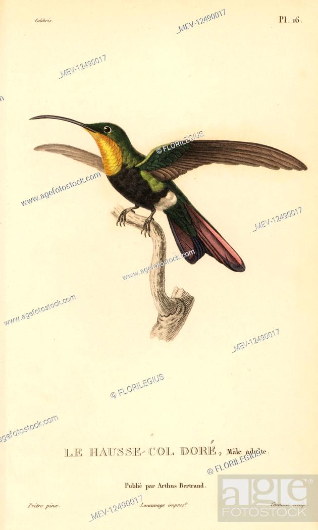 Stock Photo: Antillean mango, Anthracothorax dominicus aurulentus (Trochilus aurulentus). Adult male. Handcolored steel engraving by Coutant after an illustration by.