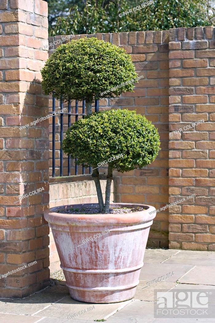Stock Photo: TOPIARY SHRUB IN CONTAINER AT RHS HARLOW CARR GARDEN.