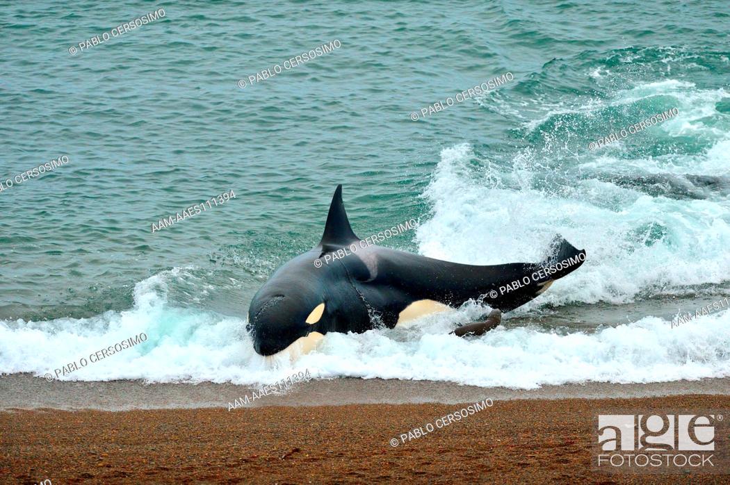 Stock Photo: Orca or Killer Whale, Orcinus Orca, attacking South American Sea Lion, Peninsula Valdes, Patagonia, Argentina, South Atlantic.