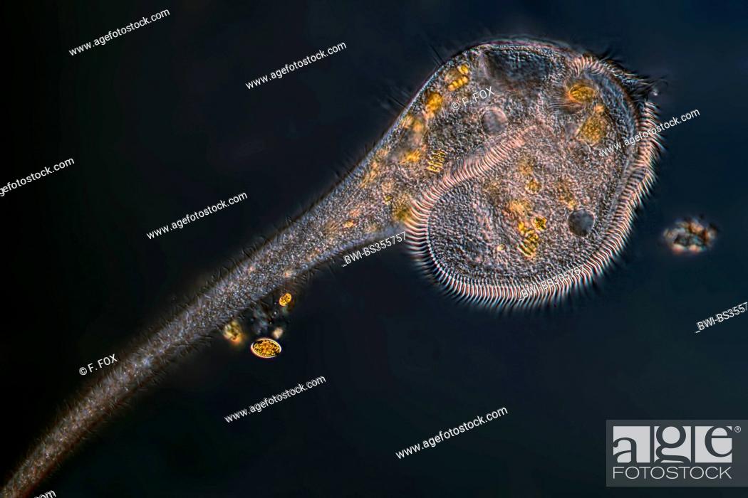 Stock Photo: trumpet animalcules (Stentor spec.), in differential interference contrast.