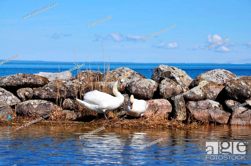 Stock Photo: A swan couple nesting, sunny day with blue sky.