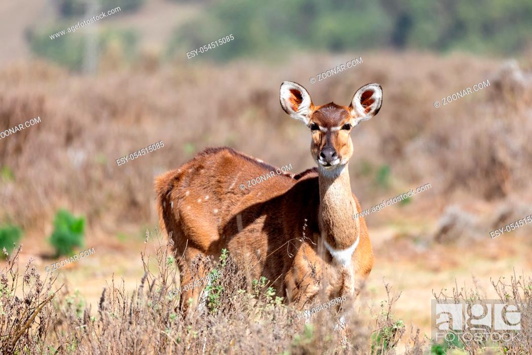 Imagen: female of endemic very rare Mountain nyala, Tragelaphus buxtoni, big antelope in Bale mountain National Park, Ethiopia, Africa widlife.