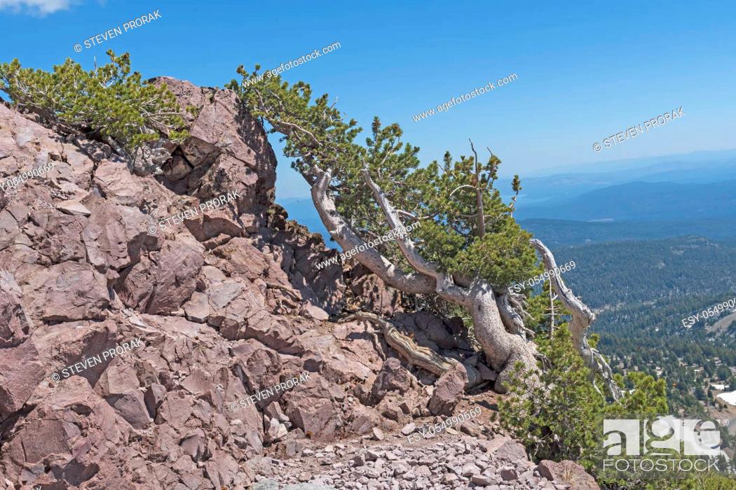 Stock Photo: Survivor Tree on a Windy Mountainside in Lassen Volcanic National Park in California.